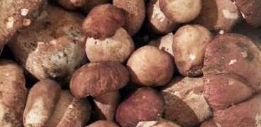 Funghi porcini freschi